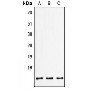 LifeSab™ FXYD2 Rabbit pAb (50 µl)