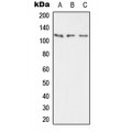 LifeSab™ PMCA2 Rabbit pAb (50 µl)