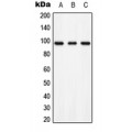 LifeSab™ AXL (pY697) Rabbit pAb (50 µl)