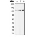 LifeSab™ Basonuclin Rabbit pAb (50 µl)