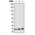 LifeSab™ CD8b Rabbit pAb (50 µl)