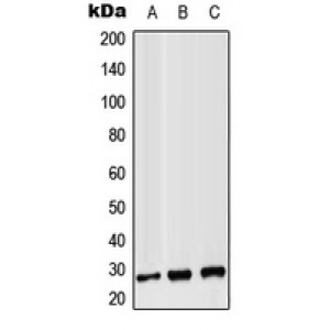 LifeSab™ CD8b Rabbit pAb (50 µl)