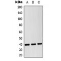 LifeSab™ CD14 Rabbit pAb (50 µl)