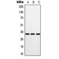 LifeSab™ CDK3 Rabbit pAb (50 µl)
