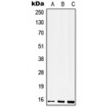 LifeSab™ CD52 Rabbit pAb (50 µl)