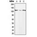 LifeSab™ CLCN1 Rabbit pAb (50 µl)