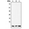 LifeSab™ COX8A Rabbit pAb (50 µl)