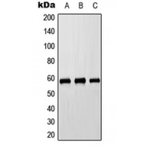 LifeSab™ Cytochrome P450 8B1 Rabbit pAb (50 µl)