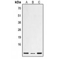 LifeSab™ Defensin beta 1 Rabbit pAb (50 µl)