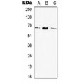 LifeSab™ Elastin Rabbit pAb (50 µl)