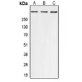 LifeSab™ p300 (pS1834) Rabbit pAb (50 µl)