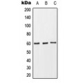 LifeSab™ CD89 Rabbit pAb (50 µl)