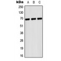 LifeSab™ CD42b Rabbit pAb (50 µl)