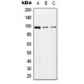 LifeSab™ KA2 Rabbit pAb (50 µl)