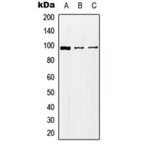 LifeSab™ KA2 Rabbit pAb (50 µl)