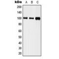 LifeSab™ NRG1 Rabbit pAb (50 µl)