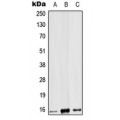 LifeSab™ IL-9 Rabbit pAb (50 µl)