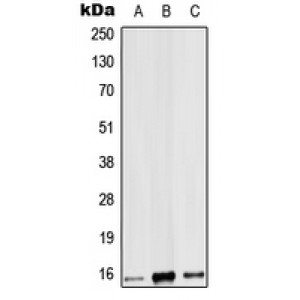LifeSab™ IL-9 Rabbit pAb (50 µl)