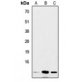 LifeSab™ Insulin Rabbit pAb (50 µl)