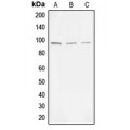 LifeSab™ MLK3 (pT277/S281) Rabbit pAb (50 µl)