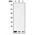 LifeSab™ ATP8 Rabbit pAb (50 µl)