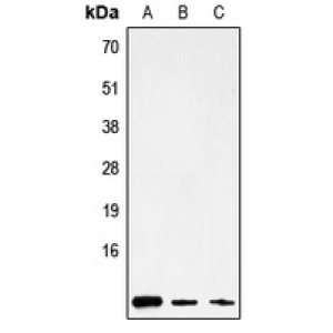 LifeSab™ ATP8 Rabbit pAb (50 µl)
