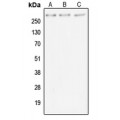 LifeSab™ MUC4 Rabbit pAb (50 µl)