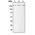 LifeSab™ MUC6 Rabbit pAb (50 µl)