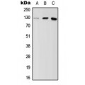 LifeSab™ MYBPC2 Rabbit pAb (50 µl)