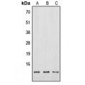 LifeSab™ Neuromedin B Rabbit pAb (50 µl)