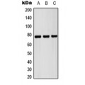 LifeSab™ Pericentrin Rabbit pAb (50 µl)