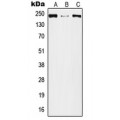 LifeSab™ Plexin A2 Rabbit pAb (50 µl)