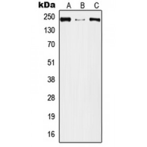 LifeSab™ Plexin A2 Rabbit pAb (50 µl)