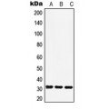 LifeSab™ RAD1 Rabbit pAb (50 µl)