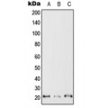 LifeSab™ RAC2 Rabbit pAb (50 µl)