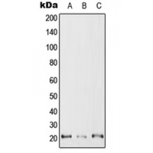 LifeSab™ RAC2 Rabbit pAb (50 µl)