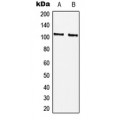 LifeSab™ CTIP (pS327) Rabbit pAb (50 µl)