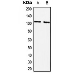 LifeSab™ CTIP (pS327) Rabbit pAb (50 µl)