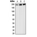 LifeSab™ RPA1 Rabbit pAb (50 µl)