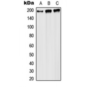LifeSab™ RPA1 Rabbit pAb (50 µl)