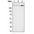 LifeSab™ Secretin Rabbit pAb (50 µl)