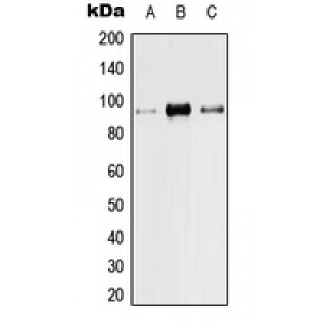 LifeSab™ TRPV1 Rabbit pAb (50 µl)