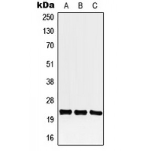 LifeSab™ CREG1 Rabbit pAb (50 µl)