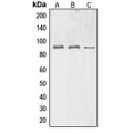 LifeSab™ BAG3 Rabbit pAb (50 µl)