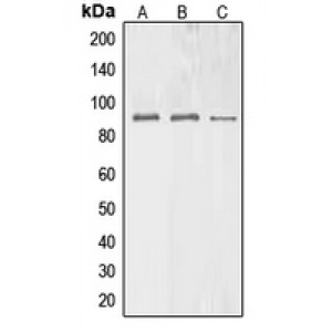 LifeSab™ BAG3 Rabbit pAb (50 µl)