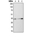 LifeSab™ RAB36 Rabbit pAb (50 µl)