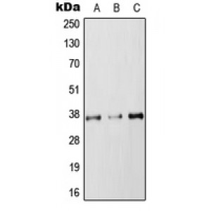 LifeSab™ RAB36 Rabbit pAb (50 µl)