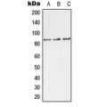 LifeSab™ TLK1 (pS743) Rabbit pAb (50 µl)