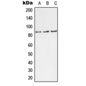LifeSab™ TLK1 (pS743) Rabbit pAb (50 µl)