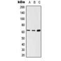 LifeSab™ LNK Rabbit pAb (50 µl)